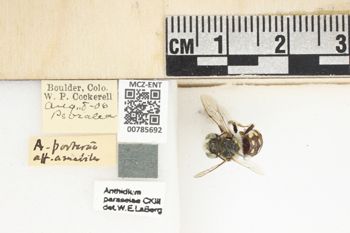 Media type: image;   Entomology 785692 Aspect: Labels